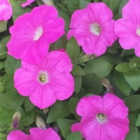 Експерт градинар 4pk petunia Различни бои во живо растение