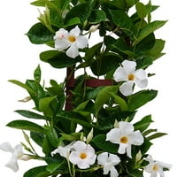 Обединета расадник во живо Мандевила Трелис отворено бело цветни растенија високи во тенџере со декор од теракота