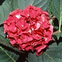 Charm Hydrangea цветни листопадни грмушки со розово-розово или розово-сини цути-дел од сенка во живо на отворено