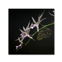 Трговска марка ликовна уметност пајак орхидеја и був око платно уметност од Курт Шафер