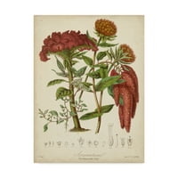 Трговска марка ликовна уметност „Твининг ботаники II“ платно уметност од Елизабет Твининг